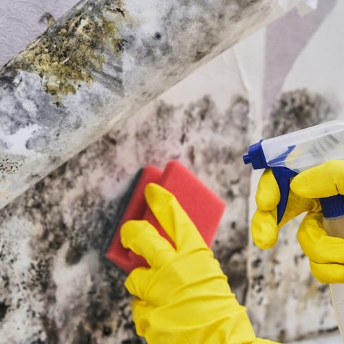 Close-up Of A Shocked Woman Looking At Mold On Wall